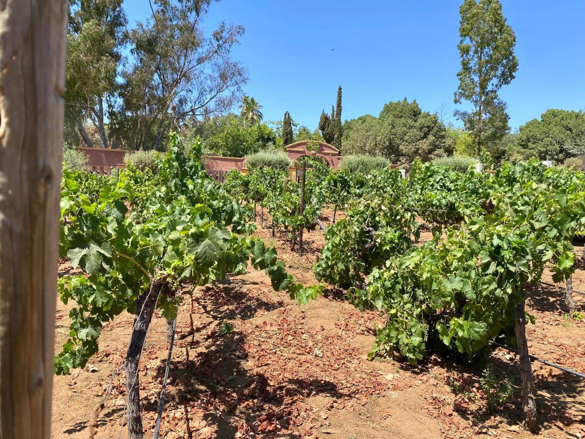Hotel Tierra Mia Hacienda Ruta Del Vino à Valle de Guadalupe Extérieur photo