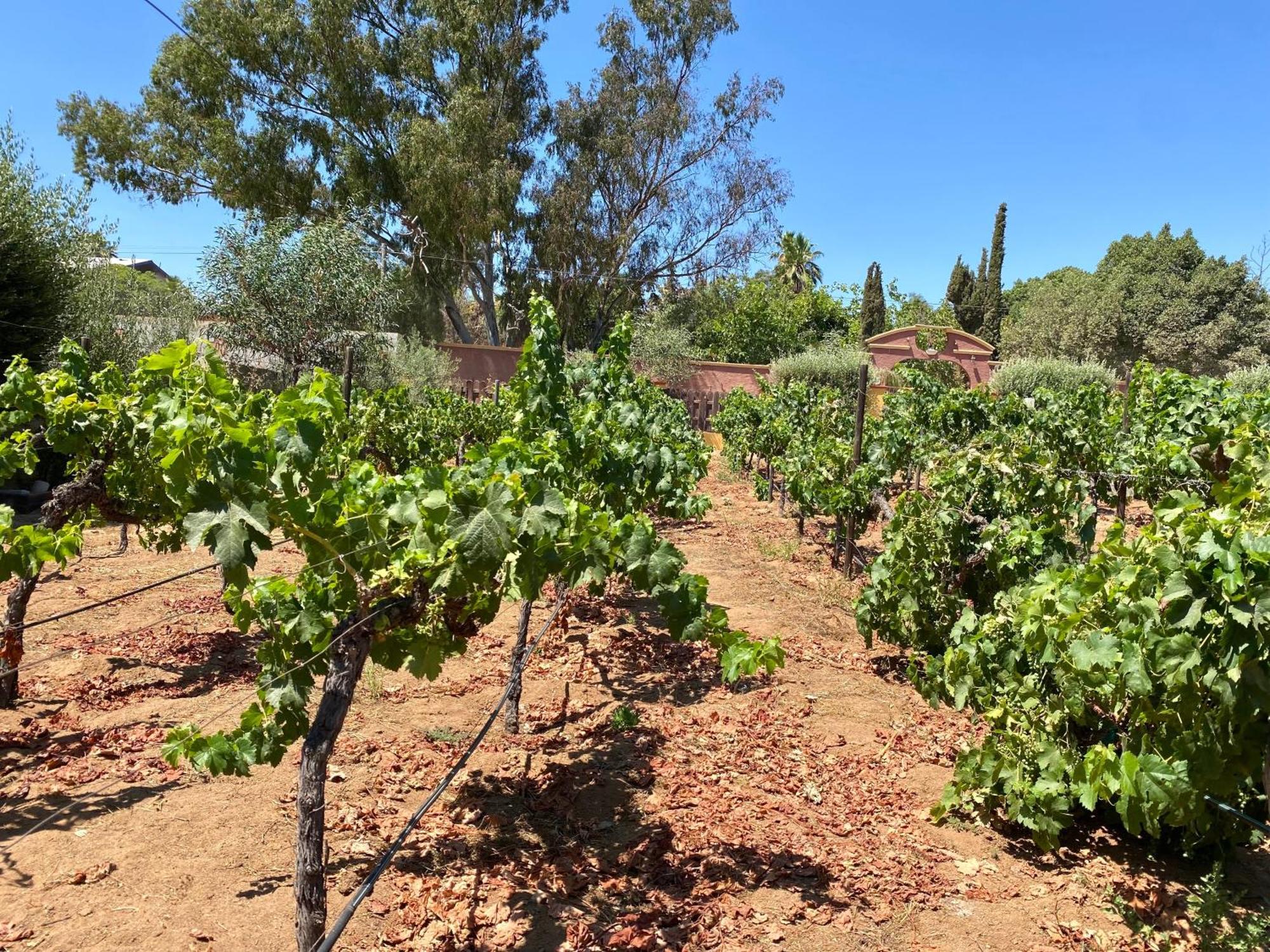 Hotel Tierra Mia Hacienda Ruta Del Vino à Valle de Guadalupe Extérieur photo